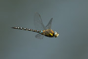 Phil Harbord - Migrant Hawker in Flight